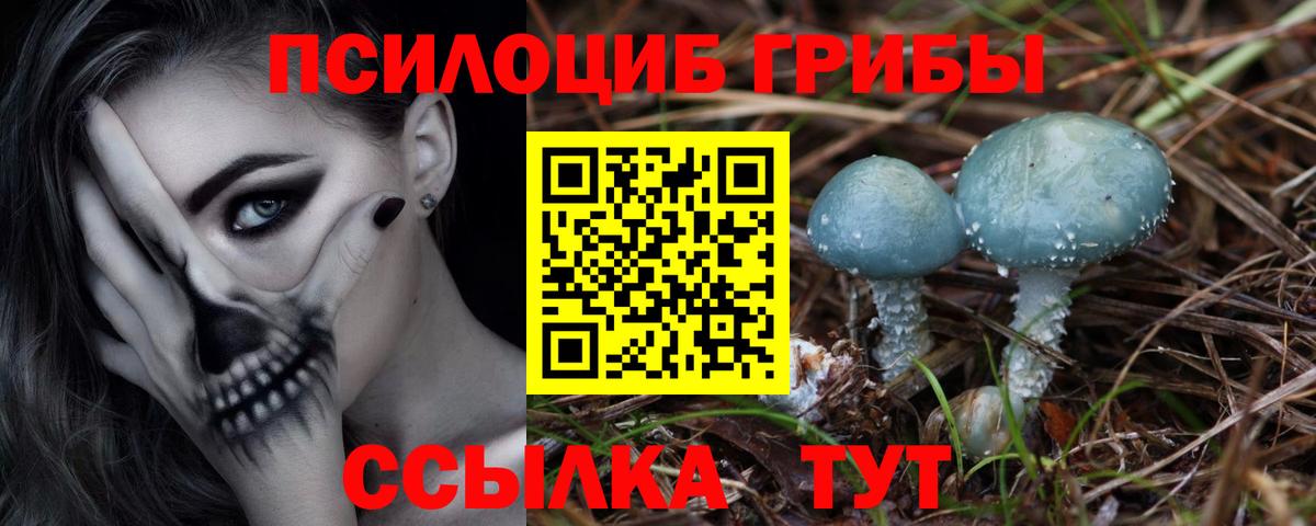 Галлюциногенные грибы Psilocybe  Вход с VPN  как найти наркотики  Моздок 